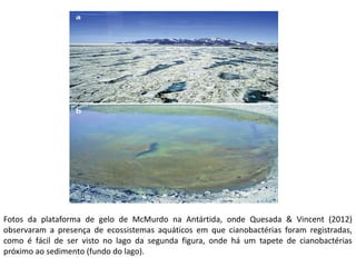 Fotos da plataforma de gelo de McMurdo na Antártida, onde Quesada & Vincent (2012)
observaram a presença de ecossistemas aquáticos em que cianobactérias foram registradas,
como é fácil de ser visto no lago da segunda figura, onde há um tapete de cianobactérias
próximo ao sedimento (fundo do lago).
 