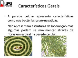 Características Gerais
•
A parede celular apresenta características
como nas bactérias gram-negativas.
•
Não apresentam estruturas de locomoção mas
algumas podem se movimentar através de
fibras em espiral na parede celular.
 