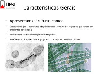 Características Gerais
•
Apresentam estruturas como:
•
Vesículas de gás – estruturas citoplasmáticas (comuns nas espécies que vivem em
ambientes aquáticos);
•
Heterocistos – sítios de fixação de Nitrogênio;
•
Anabeana – complexo rearranjo genético no interior dos Heterocistos.
 