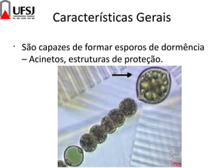 Características Gerais
•
São capazes de formar esporos de dormência
– Acinetos, estruturas de proteção.
 