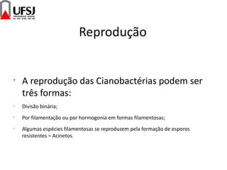 Reprodução
•
A reprodução das Cianobactérias podem ser
três formas:
•
Divisão binária;
•
Por filamentação ou por hormogonia em formas filamentosas;
•
Algumas espécies filamentosas se reproduzem pela formação de esporos
resistentes – Acinetos.
 