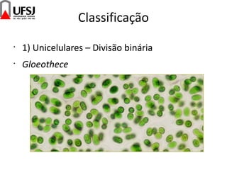 Classificação
•
1) Unicelulares – Divisão binária
•
Gloeothece
 