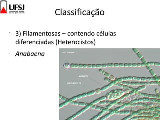 Classificação
•
3) Filamentosas – contendo células
diferenciadas (Heterocistos)
•
Anabaena
 