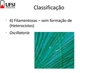Classificação
•
4) Filamentosas – sem formação de
(Heterocistos)
•
Oscillatoria
 