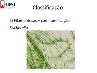 Classificação
•
5) Filamentosas – com ramificação
•
Fischerella
 