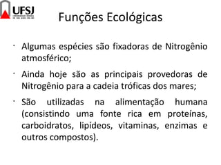 Funções Ecológicas
•
Algumas espécies são fixadoras de Nitrogênio
atmosférico;
•
Ainda hoje são as principais provedoras de
Nitrogênio para a cadeia tróficas dos mares;
•
São utilizadas na alimentação humana
(consistindo uma fonte rica em proteínas,
carboidratos, lipídeos, vitaminas, enzimas e
outros compostos).
 