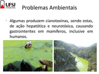 Problemas Ambientais
•
Algumas produzem cianotoxinas, sendo estas,
de ação hepatótica e neurotóxica, causando
gastrointerites em mamíferos, inclusive em
humanos.
 
