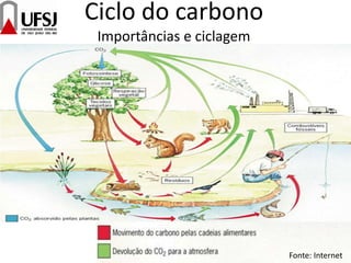 Ciclo do carbono
Importâncias e ciclagem
Fonte: Internet
 