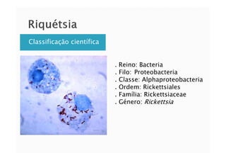 Classificação científica
. Reino: Bacteria
. Filo: Proteobacteria
. Classe: Alphaproteobacteria. Classe: Alphaproteobacteria
. Ordem: Rickettsiales
. Família: Rickettsiaceae
. Género: Rickettsia
 