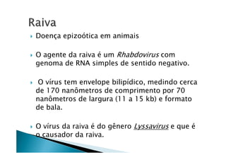 Doença epizoótica em animais
O agente da raiva é um Rhabdovirus com
genoma de RNA simples de sentido negativo.
O vírus tem envelope bilipídico, medindo cercaO vírus tem envelope bilipídico, medindo cerca
de 170 nanômetros de comprimento por 70
nanômetros de largura (11 a 15 kb) e formato
de bala.
O vírus da raiva é do gênero Lyssavirus e que é
o causador da raiva.
 