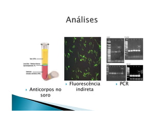 Anticorpos no
soro
Fluorescência
indireta
PCR
 