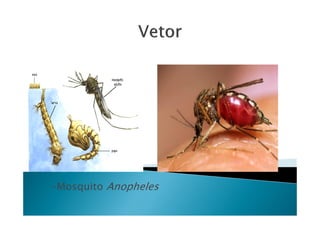 -Mosquito Anopheles
 