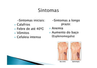 -Sintomas iniciais:
Calafrios
Febre de até 40ºC
Vômitos
-Sintomas a longo
prazo:
Anemia
Aumento do baçoVômitos
Cefaleia intensa
Aumento do baço
(Esplenomegalia)
 