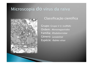 Classificação científica
Grupo: Grupo V ((-)ssRNA)
Ordem: Mononegavirales
Família: RhabdoviridaeFamília: Rhabdoviridae
Género: Lyssavirus
Espécie: Rabies virus
 