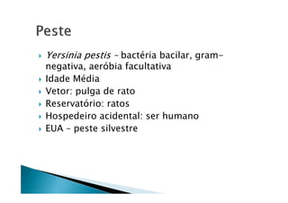 Yersinia pestis – bactéria bacilar, gram-
negativa, aeróbia facultativa
Idade Média
Vetor: pulga de rato
Reservatório: ratosReservatório: ratos
Hospedeiro acidental: ser humano
EUA – peste silvestre
 