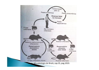 Livro: Microbiologia de Brock, cap.35, pag.1019.
 