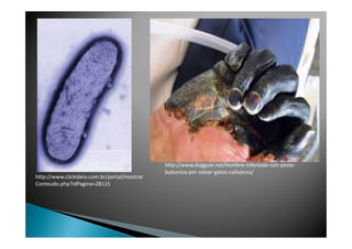 http://www.clickideia.com.br/portal/mostrar
Conteudo.php?idPagina=28115
http://www.dogguie.net/hombre-infectado-con-peste-
bubonica-por-salvar-gatos-callejeros/
 