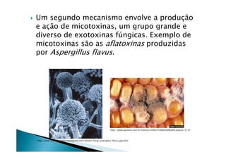 Um segundo mecanismo envolve a produção
e ação de micotoxinas, um grupo grande e
diverso de exotoxinas fúngicas. Exemplo de
micotoxinas são as aflatoxinas produzidas
por Aspergillus flavus.
http://www.agrolink.com.br/culturas/milho/ProblemaDetalhe.aspx?p=2137
http://www.schoolproject2.myewebsite.com/photos/fungi/aspergillus-flavus.jpg.html
 