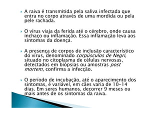 A raiva é transmitida pela saliva infectada que
entra no corpo através de uma mordida ou pela
pele rachada.
O vírus viaja da ferida até o cérebro, onde causa
inchaço ou inflamação. Essa inflamação leva aos
sintomas da doença.
A presença de corpos de inclusão característico
do vírus, denominado corpúsculos de Negri,do vírus, denominado corpúsculos de Negri,
situado no citoplasma de células nervosas,
detectados em biópsias ou amostras post
mortem, confirma a infecção.
O período de incubação, até o aparecimento dos
sintomas, é variável, em cães varia de 10-14
dias. Em seres humanos, decorrer 9 meses ou
mais antes de os sintomas da raiva.
 