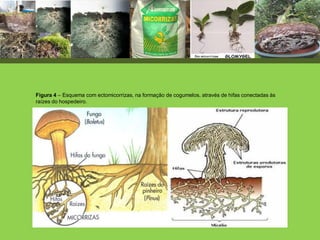Figura 4 – Esquema com ectomicorrizas, na formação de cogumelos, através de hifas conectadas às
raízes do hospedeiro.
 