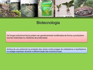 Ambos de uso potencial na proteção das raízes contra pragas de coleópteros e lepidópteros
no estágio expresso durante a diferenciação das ectomicorrizas.
Biotecnologia
Os fungos ectomicorrízicos podem ser geneticamente modificados de forma a produzirem
toxinas inseticidas ou inibidores de proteinases.
 