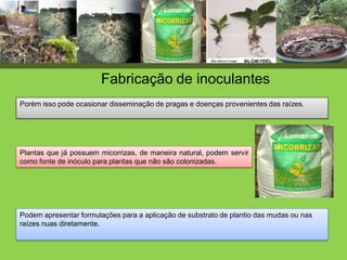 Podem apresentar formulações para a aplicação de substrato de plantio das mudas ou nas
raízes nuas diretamente.
Plantas que já possuem micorrizas, de maneira natural, podem servir
como fonte de inóculo para plantas que não são colonizadas.
Porém isso pode ocasionar disseminação de pragas e doenças provenientes das raízes.
Fabricação de inoculantes
 