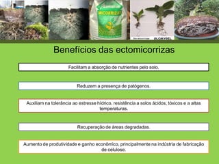 Benefícios das ectomicorrizas
Facilitam a absorção de nutrientes pelo solo.
Reduzem a presença de patógenos.
Auxiliam na tolerância ao estresse hídrico, resistência a solos ácidos, tóxicos e a altas
temperaturas.
Recuperação de áreas degradadas.
Aumento de produtividade e ganho econômico, principalmente na indústria de fabricação
de celulose.
 
