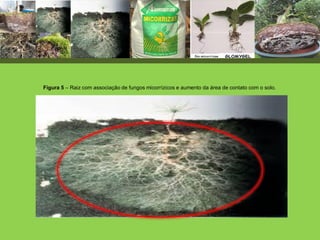 Figura 5 – Raiz com associação de fungos micorrízicos e aumento da área de contato com o solo.
 