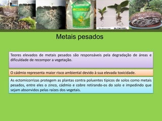 Metais pesados
As ectomicorrizas protegem as plantas contra poluentes típicos de solos como metais
pesados, entre eles o zinco, cádmio e cobre retirando-os do solo e impedindo que
sejam absorvidos pelas raízes dos vegetais.
Teores elevados de metais pesados são responsáveis pela degradação de áreas e
dificuldade de recompor a vegetação.
O cádmio representa maior risco ambiental devido à sua elevada toxicidade.
 