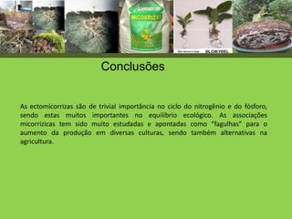 Conclusões
As ectomicorrizas são de trivial importância no ciclo do nitrogênio e do fósforo,
sendo estas muitos importantes no equilíbrio ecológico. As associações
micorrizicas tem sido muito estudadas e apontadas como “fagulhas” para o
aumento da produção em diversas culturas, sendo também alternativas na
agricultura.
 