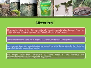 Micorrizas
São associações simbióticas de fungos com raízes de certos tipos de plantas.
O termo micorriza foi, de início, proposto pelo botânico alemão Albert Bernard Frank, em
1885, originado do grego, em que “mico” significa fungo e “riza” raízes.
As ectomicorrizas são caracterizadas por possuírem uma densa camada de micélio na
superfície da raiz, chamada de manto.
Os fungos micorrízicos pertencem ao reino Fungi e são membros das
Divisões Basidiomycota, Ascomycota e Zygomycota.
 