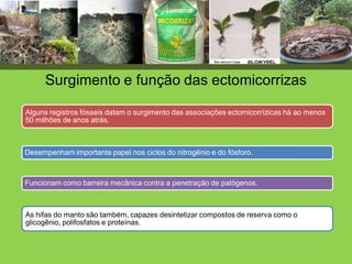 Desempenham importante papel nos ciclos do nitrogênio e do fósforo.
Alguns registros fósseis datam o surgimento das associações ectomicorrízicas há ao menos
50 milhões de anos atrás.
Surgimento e função das ectomicorrizas
Funcionam como barreira mecânica contra a penetração de patógenos.
As hifas do manto são também, capazes desintetizar compostos de reserva como o
glicogênio, polifosfatos e proteínas.
 