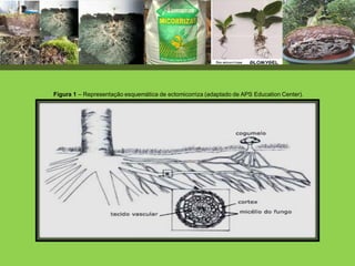 Figura 1 – Representação esquemática de ectomicorriza (adaptado de APS Education Center).
 