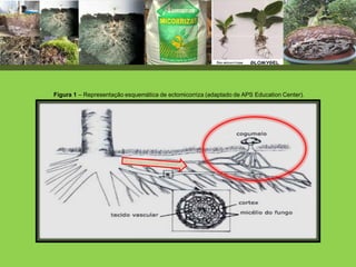 Figura 1 – Representação esquemática de ectomicorriza (adaptado de APS Education Center).
 