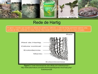Rede de Hartig
Figura 3: Corte transversal de uma célula com ectomicorriza <
http://www.asturnatura.com/articulos/hongos/liquenes-micorrizas.php>.
Ectomicorrizas
Em geral, o manto que recobre as células da epiderme radicular; a rede de Hartig apresenta apenas uma
camada de hifas, podendo, às vezes, formar falso tecido parenquimático com duas ou mais camadas.
 