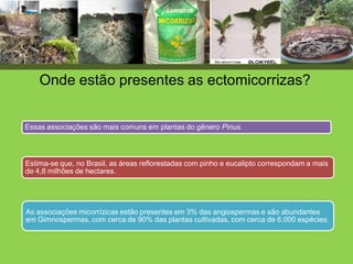 Essas associações são mais comuns em plantas do gênero Pinus.
Estima-se que, no Brasil, as áreas reflorestadas com pinho e eucalipto correspondam a mais
de 4,8 milhões de hectares.
As associações micorrízicas estão presentes em 3% das angiospermas e são abundantes
em Gimnospermas, com cerca de 90% das plantas cultivadas, com cerca de 6.000 espécies.
Onde estão presentes as ectomicorrizas?
 