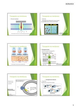 30/06/2014
3
Transporte via membrana
2. Difusão facilitada
Fonte da imagem: http://rachacuca.com.br/educacao/biologia/transporte-pelas-membranas/
Transporte via membrana
3. Osmose
Passagem de solvente do meio menos
concentrado para o mais concentrado.
Fonte da imagem:
http://vivendociencias.blogspot.com.br/20
11/05/osmose-em-celula-animal.html
Transporte via membrana
Fonte da imagem: http://www.infoescola.com/biologia/osmose/
Transporte via membrana
Transporte ativo
• Ocorre com gasto de energia(ATP).
1. Bomba de sódio e potássio
Fonte da
imagem:http://biolhogia.blogspot.com.br/2012/03/bomba-
de-sodio-potassio-membrana.html
Transporte via membrana
Mecanismo de
funcionamento
da bomba
Saída de sódio
Entrada de potássio
Fonte da imagem:
http://www.icb.ufmg.br/biq/neurone
t/grupoa/s3/canais.htm
Transporte via membrana
Transporte em blocos
1.Fagocitose
• Englobamento de partículas sólidas.
Fonte da imagem: http://www.sobiologia.com.br/conteudos/Corpo/fagocitose.php
 