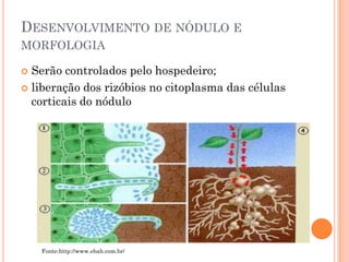 DESENVOLVIMENTO DE NÓDULO E
MORFOLOGIA
 Serão controlados pelo hospedeiro;
 liberação dos rizóbios no citoplasma das células
corticais do nódulo
Fonte:http://www.ebah.com.br/
 