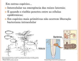 Em outras espécies...
 Intercelular na emergência das raízes laterais;
 E quando o rizóbio penetra entre as células
epidérmicas;
 Em espécies mais primitivas não ocorrem liberação
bacteriana intracelular
Fonte:www.scielo.com.br Fonte:http://virt1319.unelink.net/
 