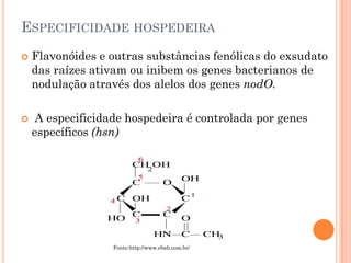 ESPECIFICIDADE HOSPEDEIRA
 Flavonóides e outras substâncias fenólicas do exsudato
das raízes ativam ou inibem os genes bacterianos de
nodulação através dos alelos dos genes nodO.
 A especificidade hospedeira é controlada por genes
específicos (hsn)
Fonte:http://www.ebah.com.br/
 
