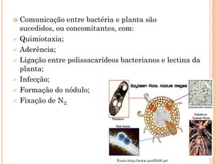  Comunicação entre bactéria e planta são
sucedidos, ou concomitantes, com:
 Quimiotaxia;
 Aderência;
 Ligação entre polissacarídeos bacterianos e lectina da
planta;
 Infecção;
 Formação do nódulo;
 Fixação de N2.
Fonte:http://www.prof2000.pt/
 