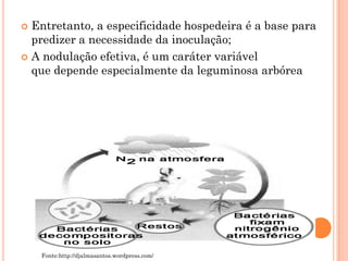  Entretanto, a especificidade hospedeira é a base para
predizer a necessidade da inoculação;
 A nodulação efetiva, é um caráter variável
que depende especialmente da leguminosa arbórea
Fonte:http://djalmasantos.wordpress.com/
 