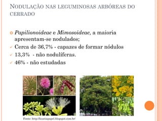 NODULAÇÃO NAS LEGUMINOSAS ARBÓREAS DO
CERRADO
 Papilionoideae e Mimosoideae, a maioria
apresentam-se nodulados;
 Cerca de 36,7% - capazes de formar nódulos
 13,3% - não nodulíferas.
 46% - não estudadas
Fonte: http://kuatiapapel.blogspot.com.br/
 