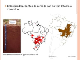  Solos predominantes do cerrado são do tipo latossolo
vermelho
Fonte:www.pedologiafacil.com.br Fonte:http://www.dcs.ufla.
br/
 