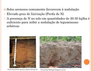  Solos arenosos comumente favorecem à nodulação
 Elevado grau de lixiviação (Perda de N)
 A presença de N no solo em quantidades de 30-50 kglha é
suficiente para inibir a nodulação de leguminosas
arbóreas
Fonte:http://www.agencia.cnptia.embrapa.br/ Fonte:http://hildagsb.blogspot.com.br/
 