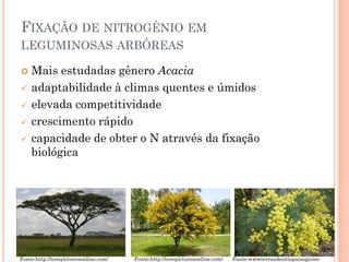 FIXAÇÃO DE NITROGÊNIO EM
LEGUMINOSAS ARBÓREAS
 Mais estudadas gênero Acacia
 adaptabilidade à climas quentes e úmidos
 elevada competitividade
 crescimento rápido
 capacidade de obter o N através da fixação
biológica
Fonte:http://treepicturesonline.com/ Fonte:http://treepicturesonline.com/ Fonte:wwwterrasdesitiopaisagismo
 