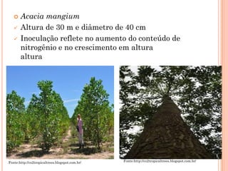  Acacia mangium
 Altura de 30 m e diâmetro de 40 cm
 Inoculação reflete no aumento do conteúdo de
nitrogênio e no crescimento em altura
altura
Fonte:http://co2tropicaltrees.blogspot.com.br/ Fonte:http://co2tropicaltrees.blogspot.com.br/
 