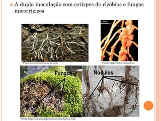  A dupla inoculação com estirpes de rizóbios e fungos
micorrízicos
Fonte:http://nossomeioporinteiro.wordpress.com/
Fonte:http://www.biouesb.com/ Fonte:http://www.biouesb.co
m/
 