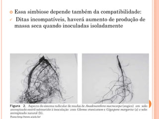  Essa simbiose depende também da compatibilidade:
 Ditas incompatíveis, haverá aumento de produção de
massa seca quando inoculadas isoladamente
Fonte:http://www.scielo.br/
 