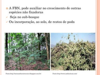  A FBN, pode auxiliar no crescimento de outras
espécies não fixadoras
 Seja no sub-bosque
 Ou incorporação, ao solo, de restos de poda
Fonte:http://meioambientetecnico.blogspot.com.br/ Fonte:http://www.ambientum.com/
 